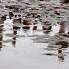 Los participantes de la jornada ambiental en Posorja.