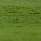 Barcelona y Liga de Quito van a la fase de grupos del torneo sudamericano