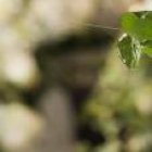 Tras la equivocación la funeraria entregó el cadáver correcto a sus deudos.