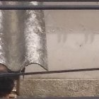 Según los vecinos solo una persona ingresa a la vivienda y es quien le ayuda con el aseo. Tampoco saben cómo hace para mantener a sus amigos de cuatro patas.