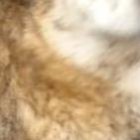 El animalito estaba temblando y enlodado.