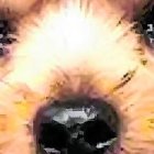 Esta raza se caracteriza por su agilidad e inteligencia.