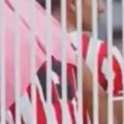 Los futbolistas Pablo Quatrocchi y Martín Gorostegui fueron picados durante el encuentro.