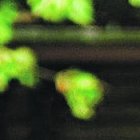 Son animales muy valientes, pese a ser pequeños.