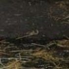 El paquidermo liberado tendrá una vida más tranquila.