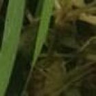 Un perrito de color café estaba guindado entre unos montes.