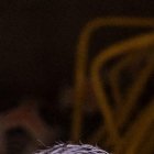 Damián Díaz y su nuevo amigo Jhonny.