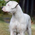 El dogo es un animal muy inteligente y leal con sus amos.