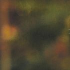 El greyhound es un perro muy veloz e inteligente.