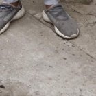 La mascota se encontraba estable, pero sería llevada a un veterinario.