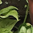 Edison Méndez figura del fútbol ecuatoriano.