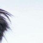 Es una raza muy dócil y disciplinada.