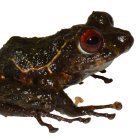 La rana fue encontrada en la Cordillera del Cóndor.