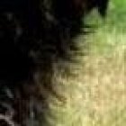 El grifón es un perro muy dócil e independiente.