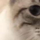 Las gatitas se encuentran en buenas condiciones y se les busca un nuevo hogar.