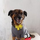 El can en su cumpleaños. En realidad no 
se sabe cuántos años tiene, el veterinario 
dijo que podrían ser cinco.