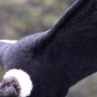 Una hembra captada en pleno vuelo.