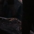 Instante en el que el cuerpo era trasladado a la orilla del Guayas.