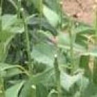 Los aguacates peninsulares se empiezan a producir luego de 18 a 24 meses de su siembra.