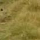 Los dos perros, uno negro y el otro café, ya habrían atacado a otras personas.