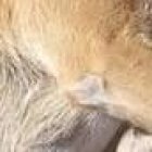 A los animales les dieron una sustancia que los mató en cuestión de minutos.