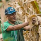 Este alimento sigue siendo el cultivo de mayor tradición en la Península.