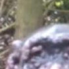 Los chimpancés en su hábitat natural también pueden desarrollar el mal.