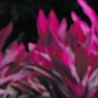 Actualmente es participante del reality show 'Soy el mejor' de TC Televisión.