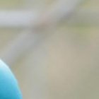 Jordy Caicedo, delantero ecuatoriano que viajó a Chile.