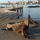 El Ministerio de Turismo socializa nuevo esquema de requisitos para entrar al país. Antes solo se presentaba una prueba o el carné, ahora ambas.