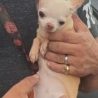 Fernando, el rescatista canino, estuvo presente en la entrega de la perrita.