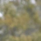 Jaime Ayoví, de 33 años, es el nuevo delantero de Independiente del Valle.