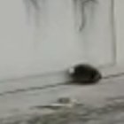 Al sitio llegaron agentes de la Autoridad de Tránsito y Movilidad y de la Comisión de Tránsito del Ecuador.