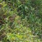 La moto que utilizaron los pillos para asaltar la entidad financiera, fue abandonada en unos matorrales.