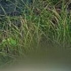 Inmediatamente fue hallado el cuerpo, los lugareños se comunicaron con el ECU-911.