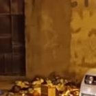 Agentes policiales acudieron a la Primavera 2, luego de que se reportara el hallazgo de una cabeza humana.