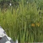 Entre los fierros del automotor quedó el cuerpo del conductor, quien falleció.