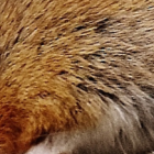 Reducir las calorías, comiendo a las horas justas, alarga la vida en ratones