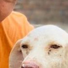 el influencer denunció el atentado a su propiedad.