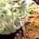 El insólito hecho ocurrió en Georgia, Estados Unidos. El pillo ingresó caminando despacio, llegó a la caja y mostró una nota amenazante.