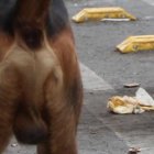 En busca de comida, los animales sin propietario esparcen los desperdicios en las calles, provocando desaseo.