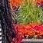 Se ahogó mientras hacía un en vivo