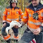 Los animales fueron atendidos por especialistas luego del rescate.