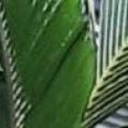 El ataque más recientes fue en la ciudadela María Luisa de Pedernales, provincia de Manabí.