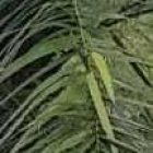 El cadáver y el carro estaban en medio de unas palmas.