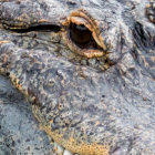 Un caimán mata a una mujer de 85 años que paseaba a su perro en Florida