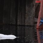 Los camiones quedaron prácticamente hundidos en consecuencia del accidente fluvial.