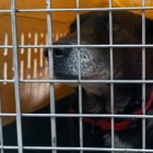 Miembros de la Unidad de Bienestar Animal retiraron al perrito.