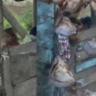 Los pescados de agua dulce esperan ser llevados a la ‘panza’.