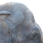 Diversas imágenes de la elefanta Pang Pha y su forma de pelar plátanos.